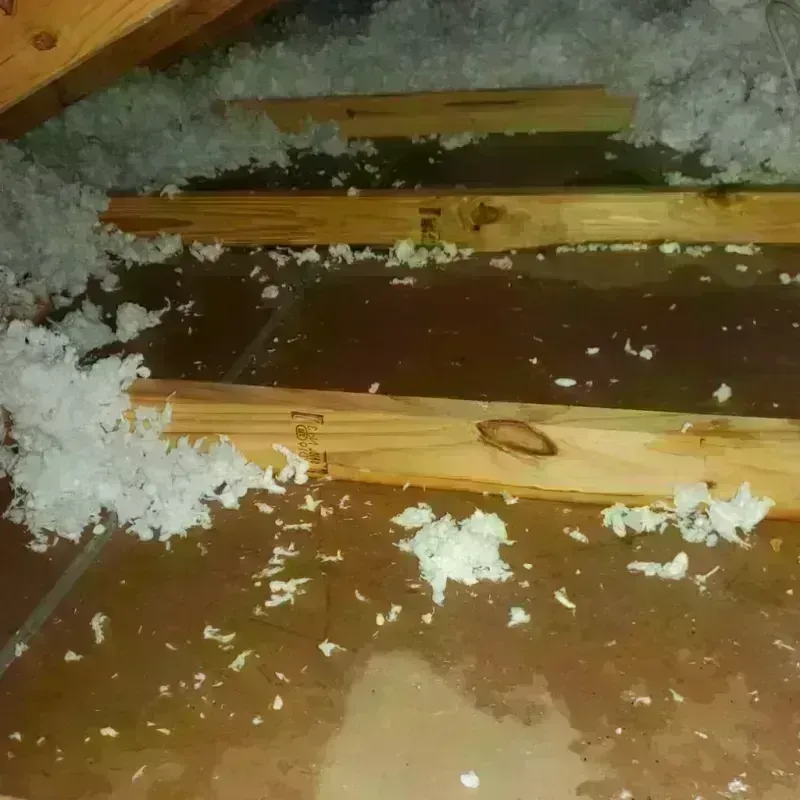 Attic Water Damage in Shady Shores, TX