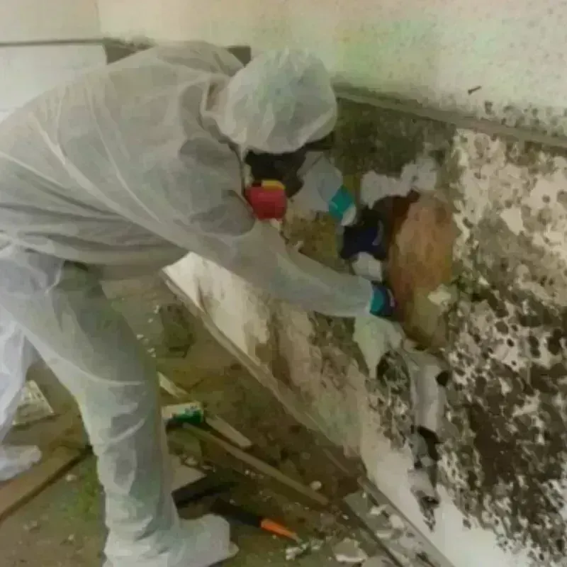 Mold Remediation and Removal in Shady Shores, TX